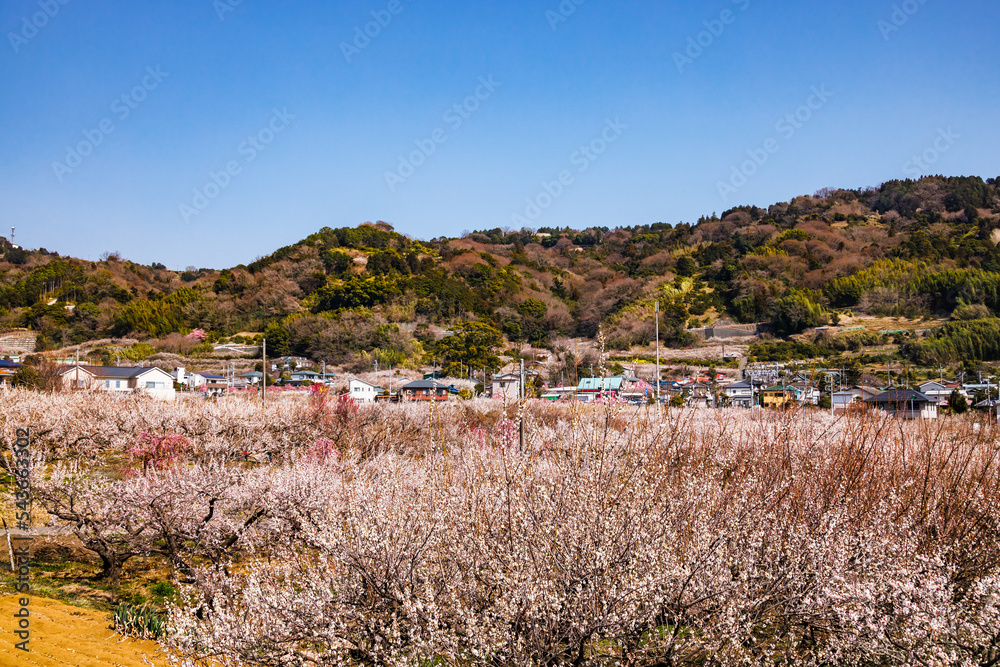 神奈川県郊外に咲く綺麗な梅の花