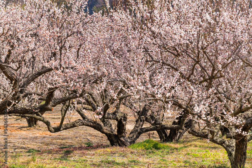 神奈川県郊外に咲く綺麗な梅の花