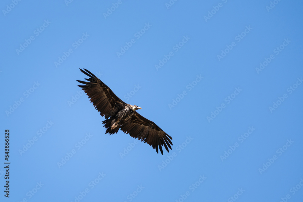 格里芬秃鹫（Gyps fulvus），克里特岛。