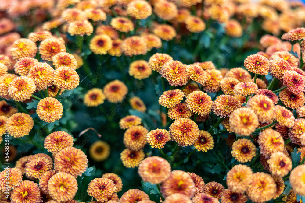 温室里的橙花菊花