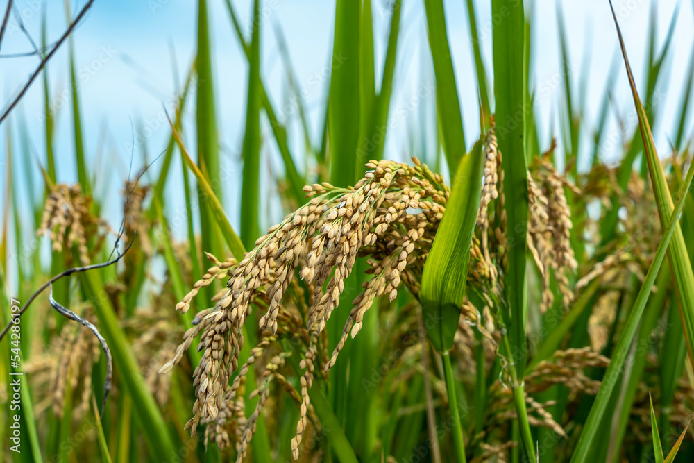 Close -up of rice seeds in rice fields. Beautiful golden rice fields.