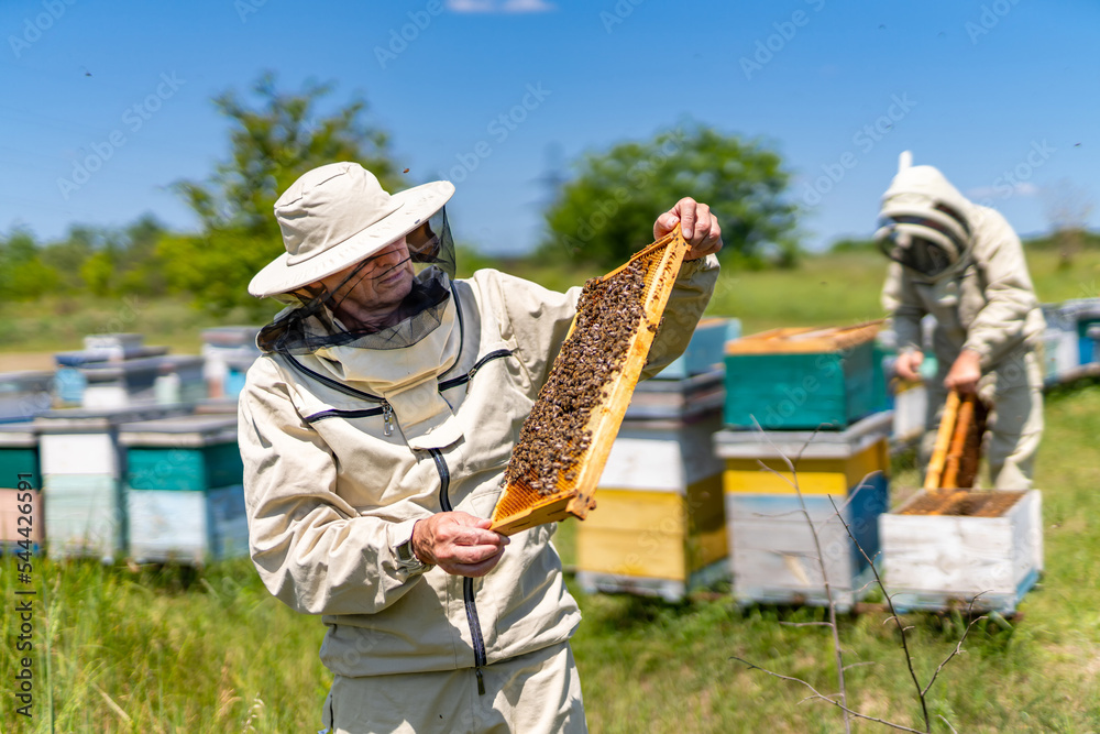 Honey farming man with wooden beehive frame. Handsome beekeeper holding honeycomb full of bees.