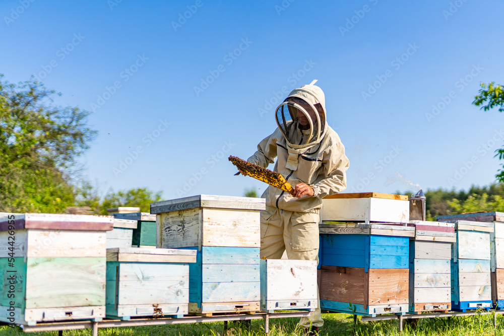 Professional beekeeper holding honeybee frame. Beekeeping man with wooden frame in apiary.