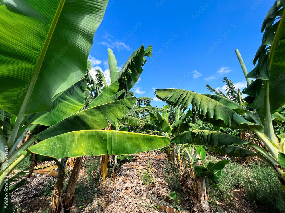 种植绿色香蕉棕榈树