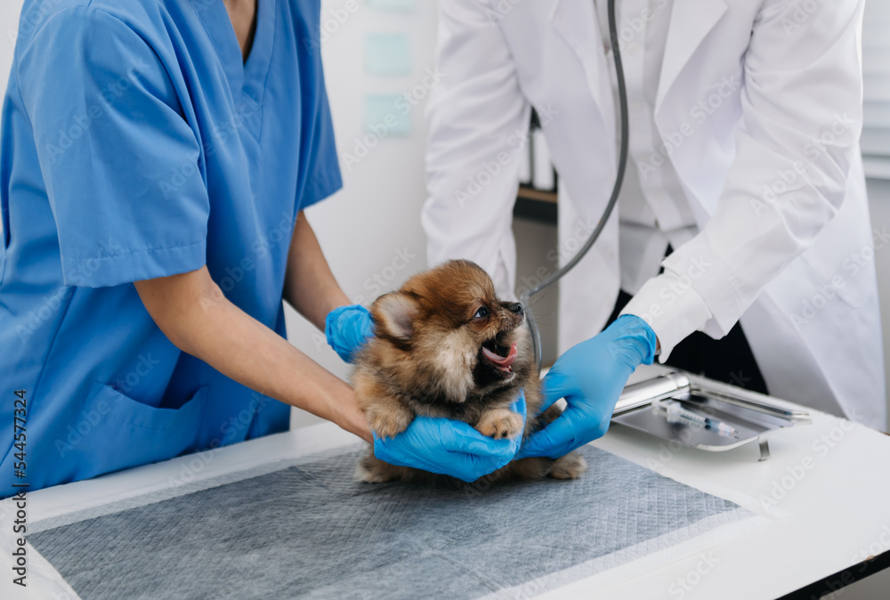 Vet listening Pomeranian dog with stetoscope in veterinary clinic..