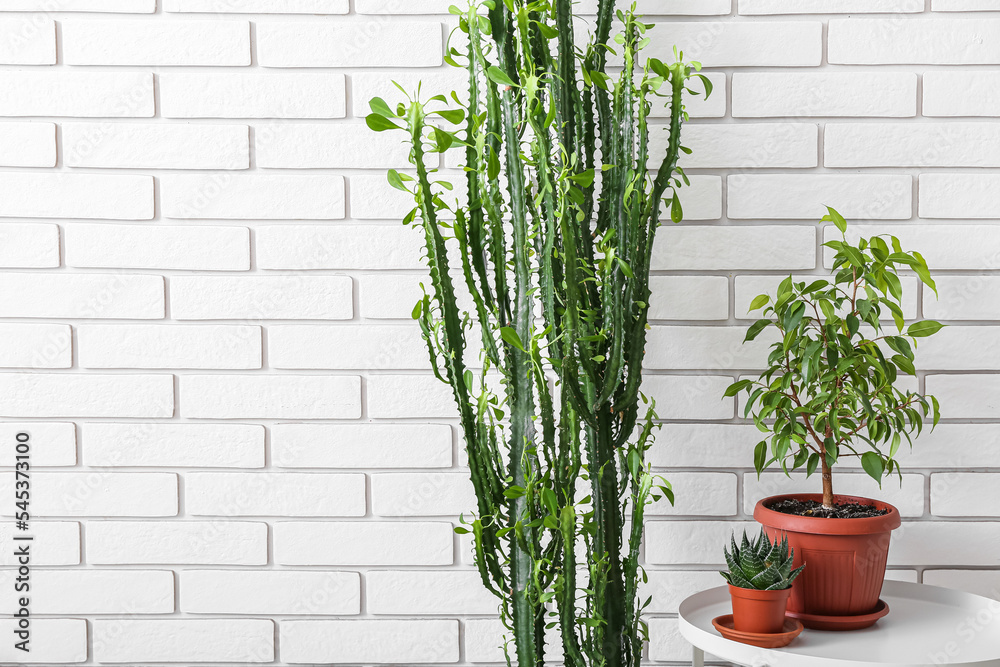 Table with houseplants and big cactus near white brick wall