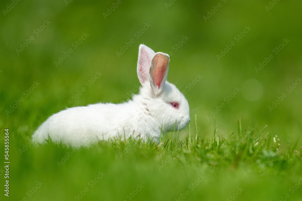 Funny little white rabbit on spring green grass