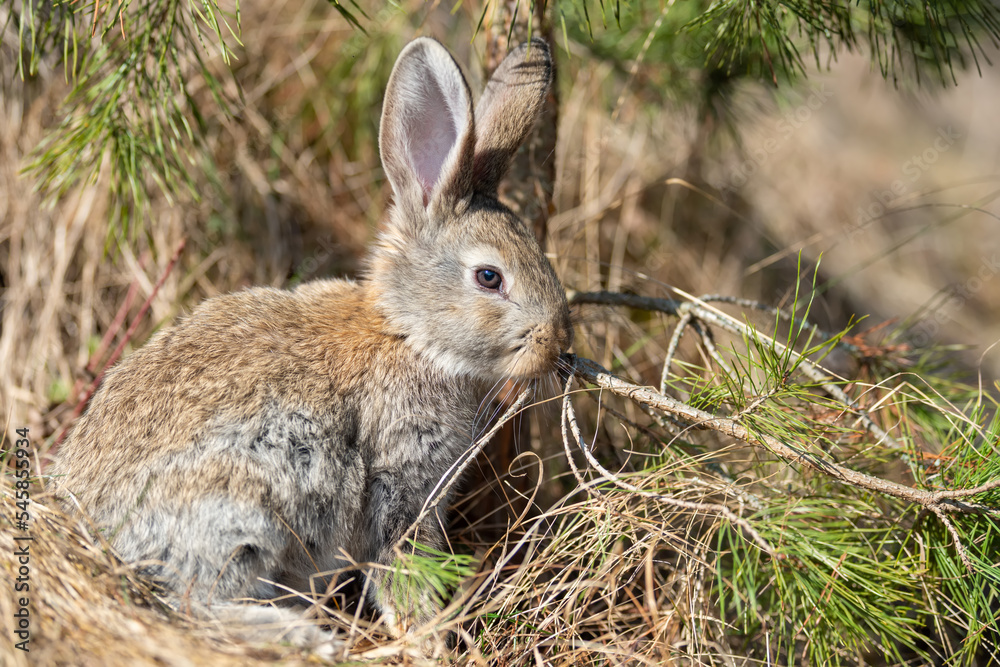 Rabbit or hare while in grass in autumn time