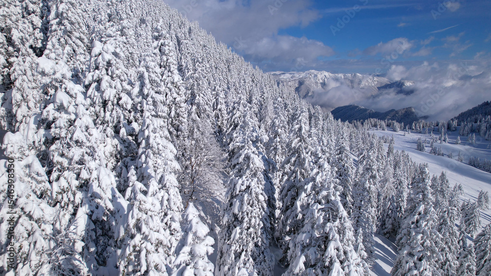 空中飞雪：新下的粉雪后，山坡上长满了云杉树