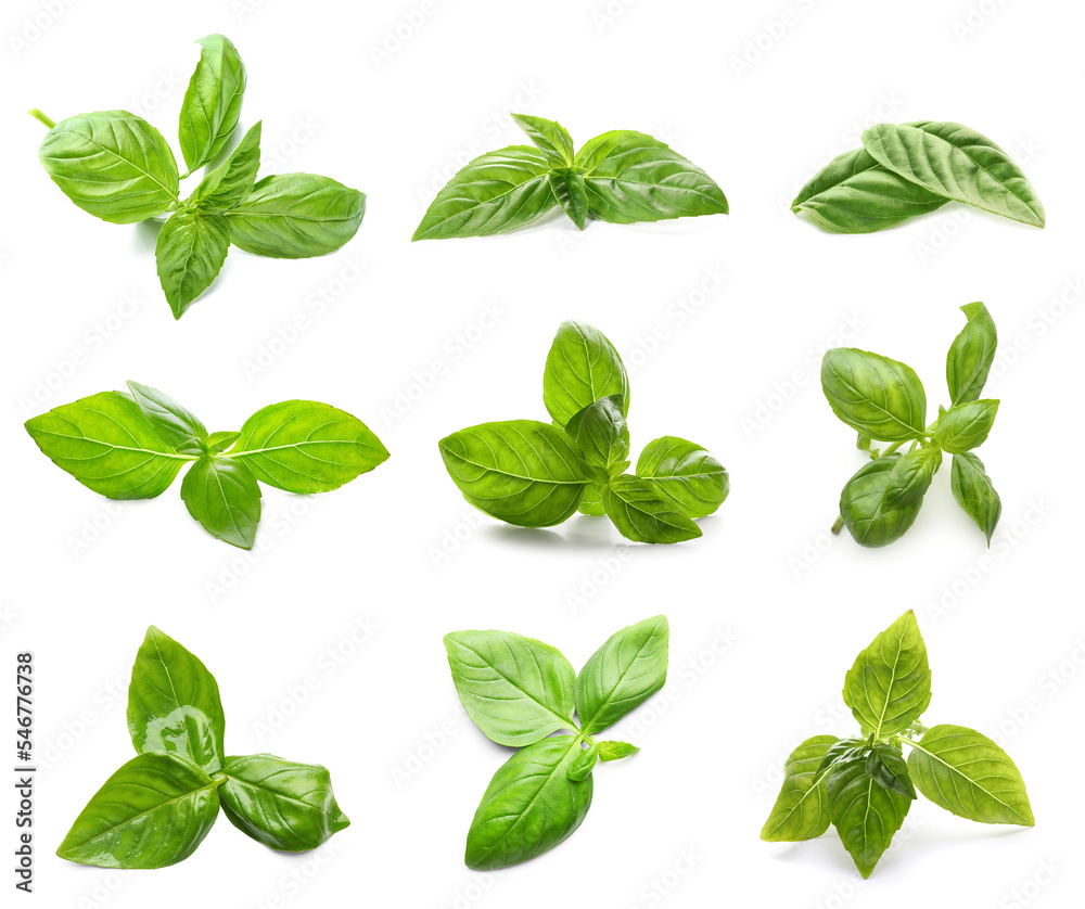 Set of green basil leaves isolated on white