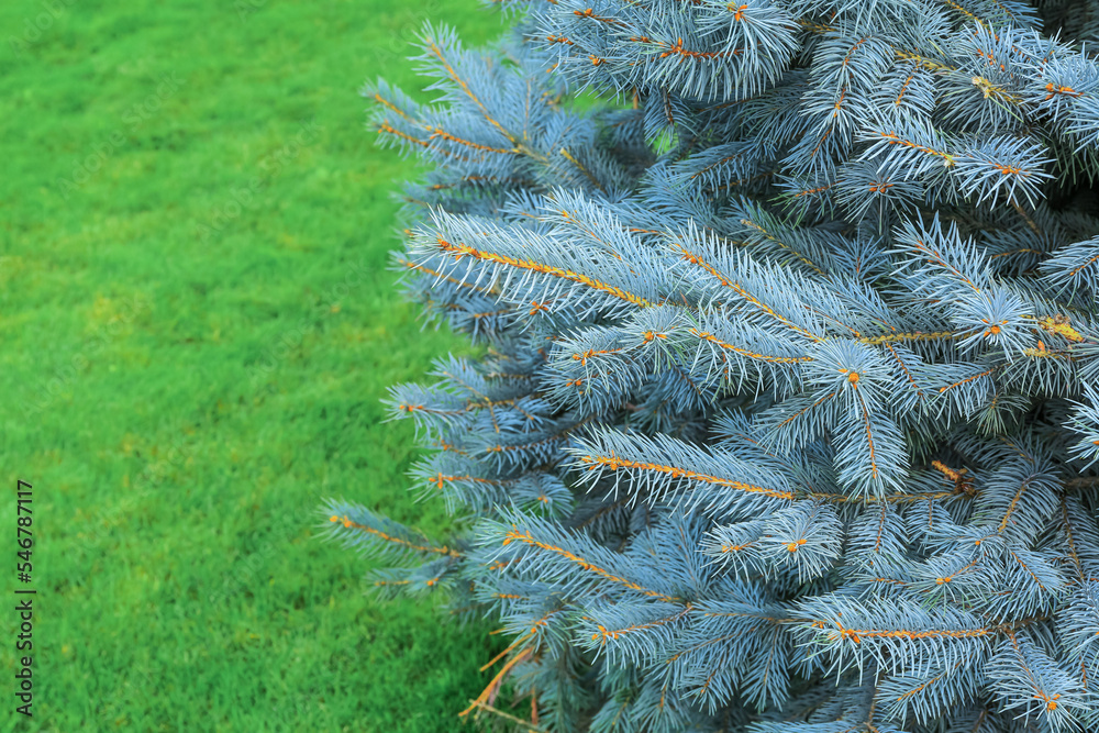 Beautiful fir tree outdoors, closeup