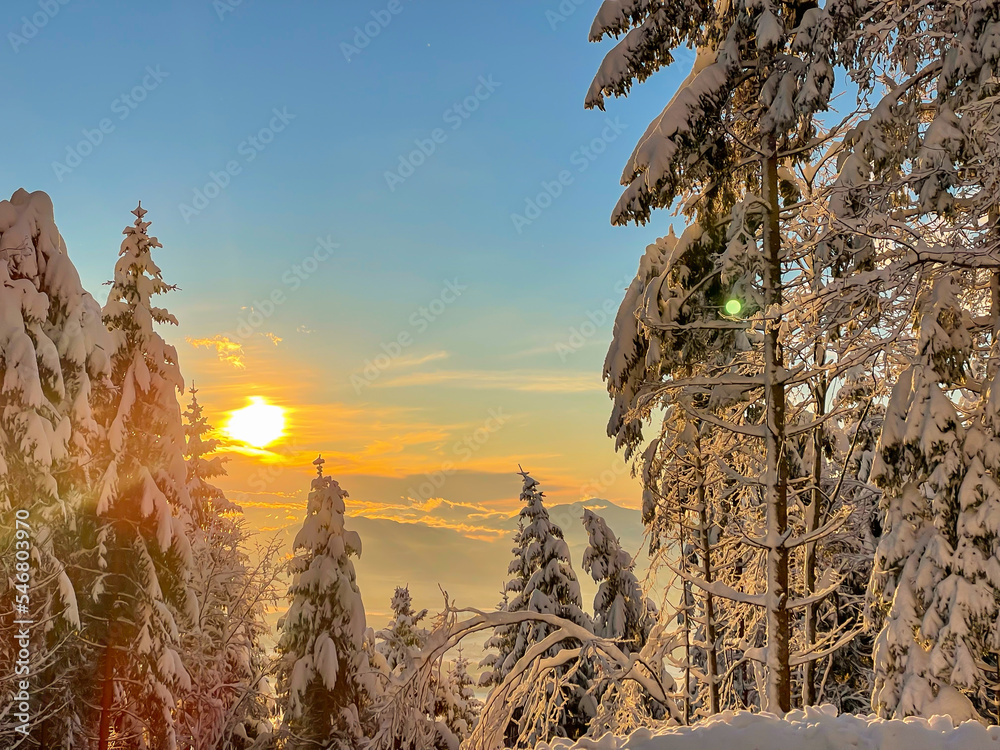 透过积雪覆盖的山林树木欣赏冬日落日