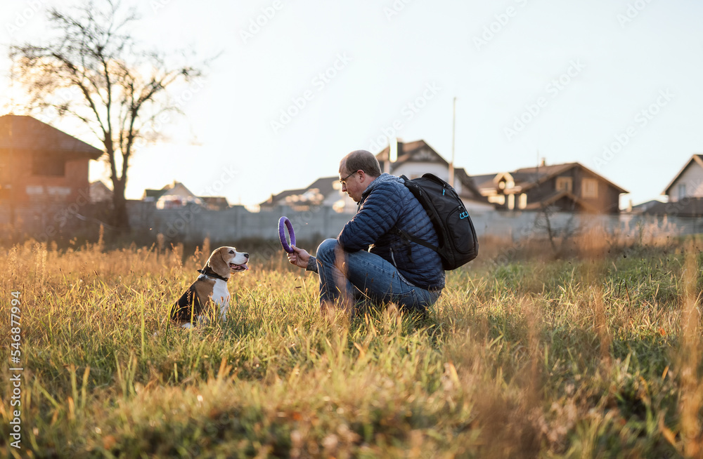 狗训练和玩耍。狗主人向他的比格犬宠物展示环形狗玩具，以对抗秋天的日落