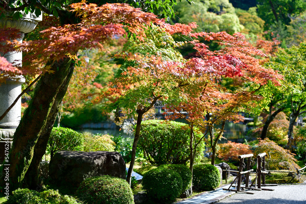 京都八幡道，那里的秋叶已经开始变色。