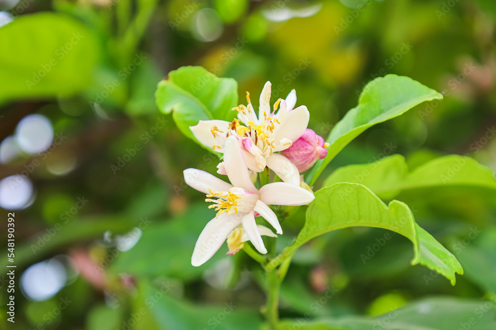 户外柠檬树的美丽花朵，特写