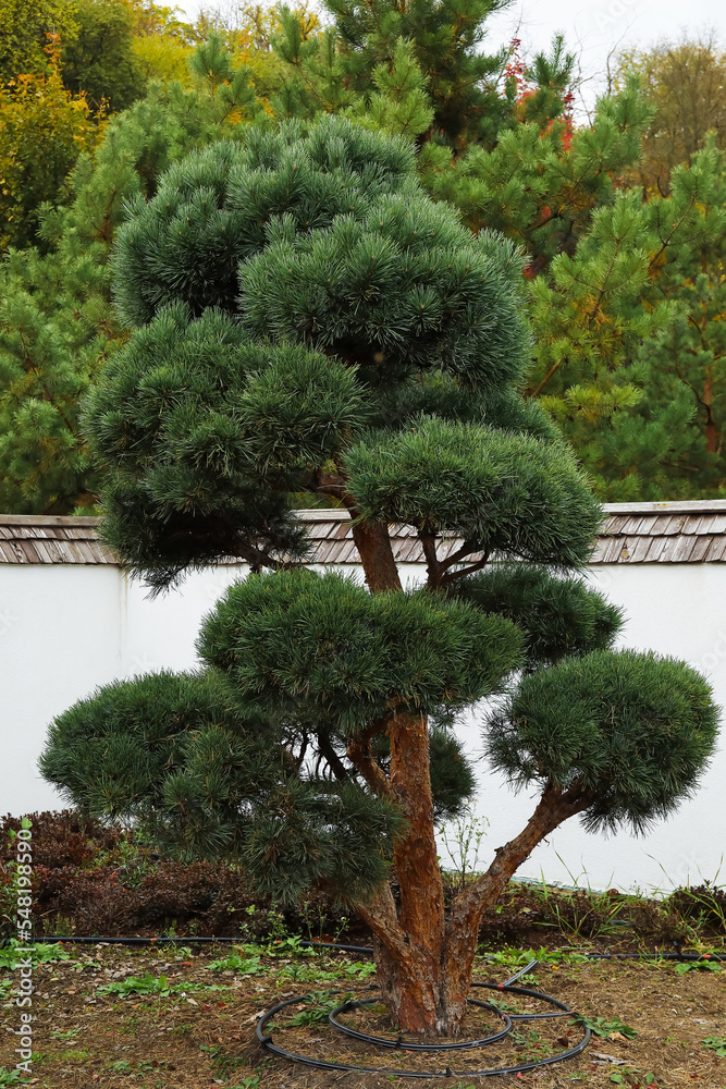 公园池塘附近的绿色松树景观