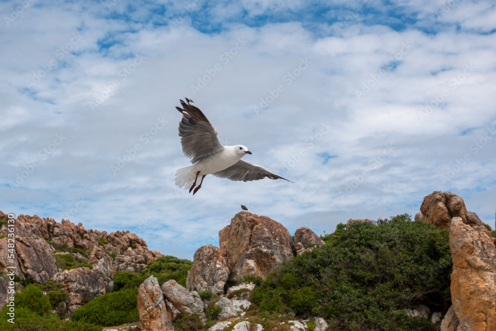 Hartlaubs海鸥或帝王鸥（Chroicocephalus hartlaubii）在飞行。Kleinmond，Whale Coast，Overberg，