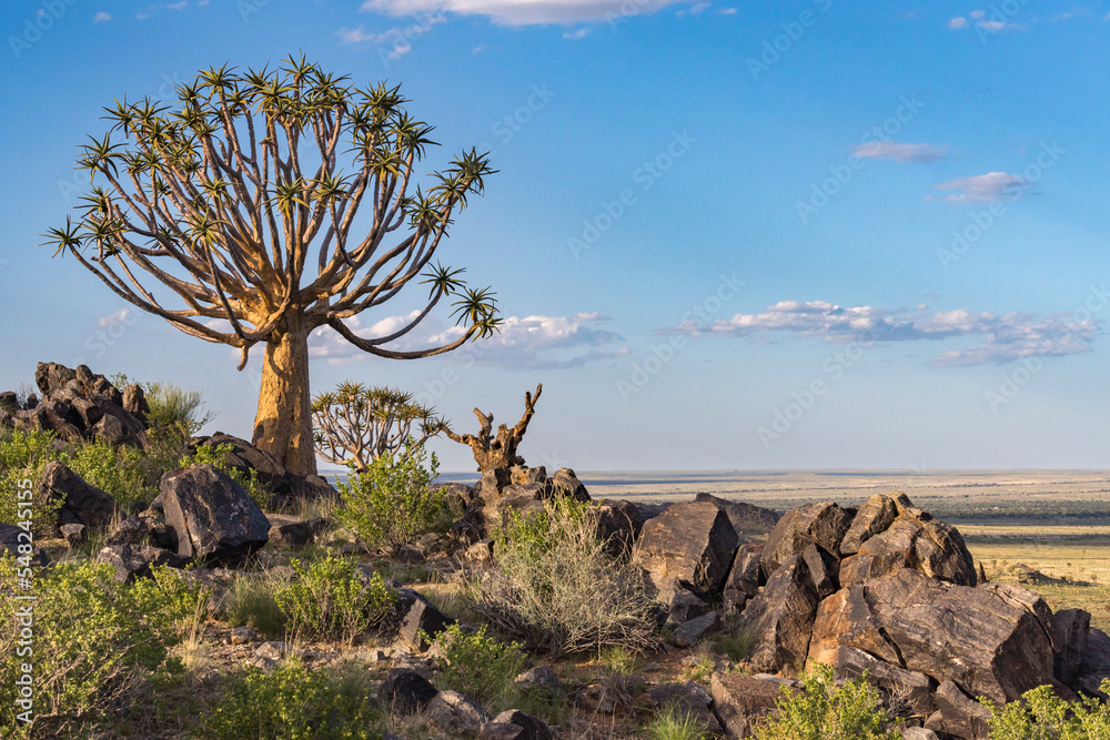 Quiver tree or kokerboom（Aloidendron dichtomom，前身为Aloe dichtomoma）Kenhardt，北开普省，S