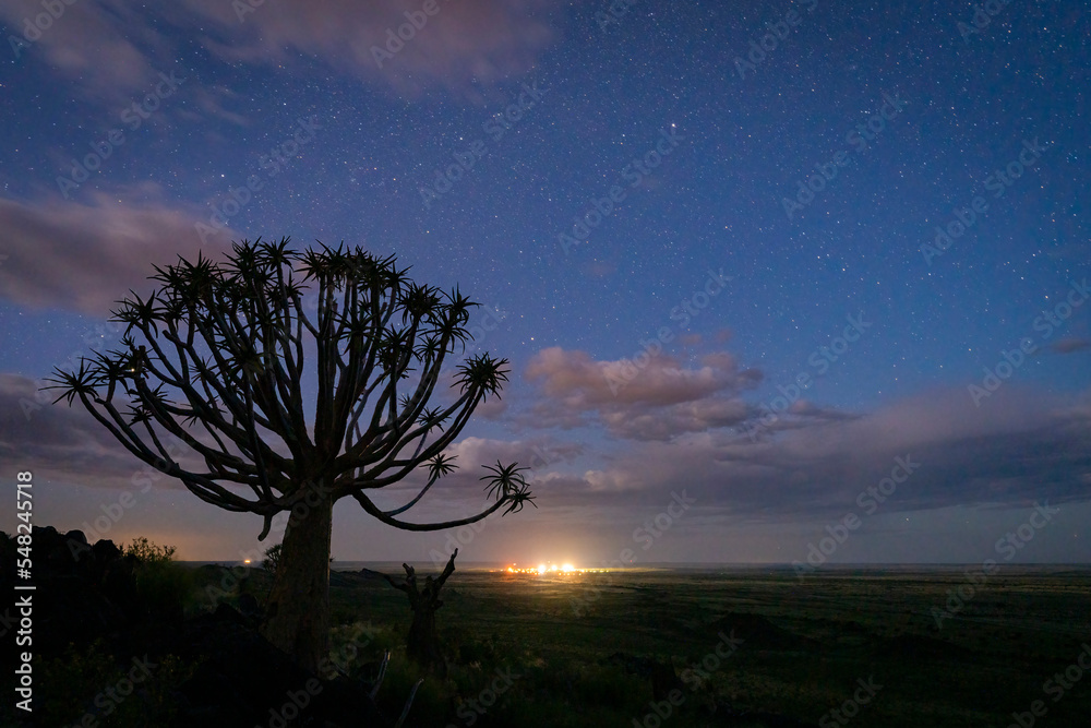 Quiver tree or kokerboom（Aloidendron dichtomom，前身为Aloe dichtomoma）Kenhardt，北开普省，S