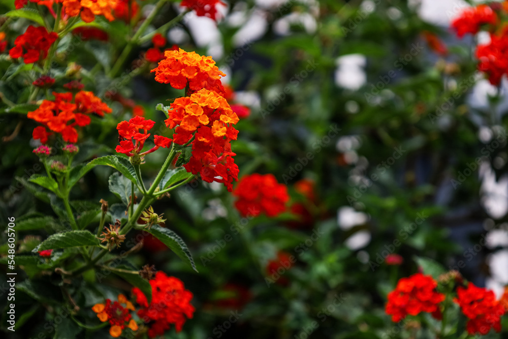 美丽的红花在户外绽放，特写