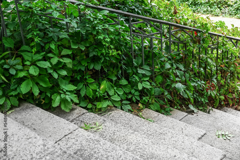 View of stairs and green bushes in park, closeup