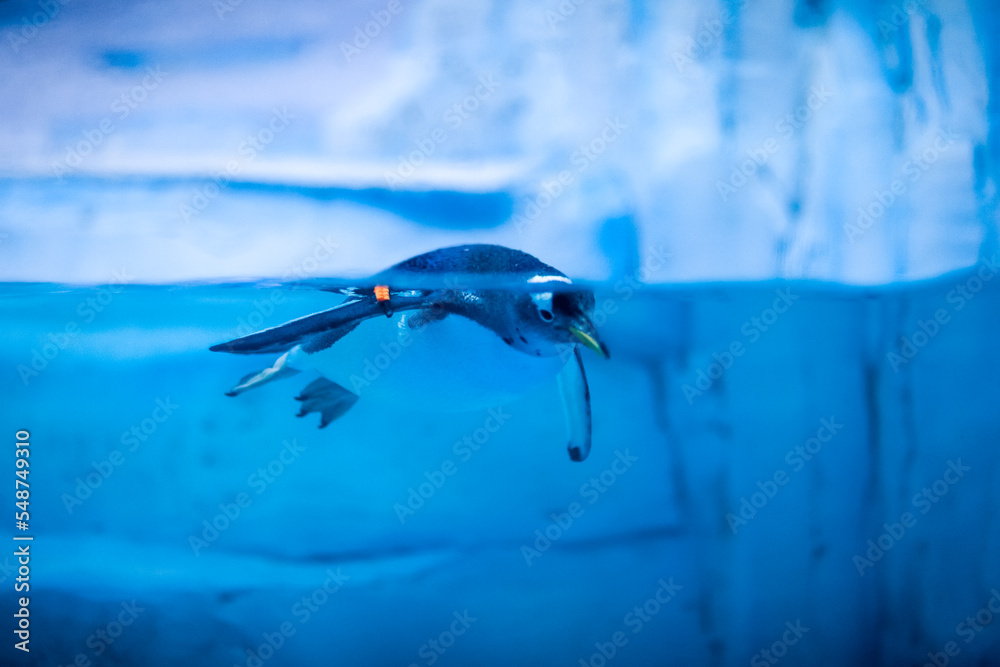 迪拜水族馆的水下野生动物，企鹅特写。