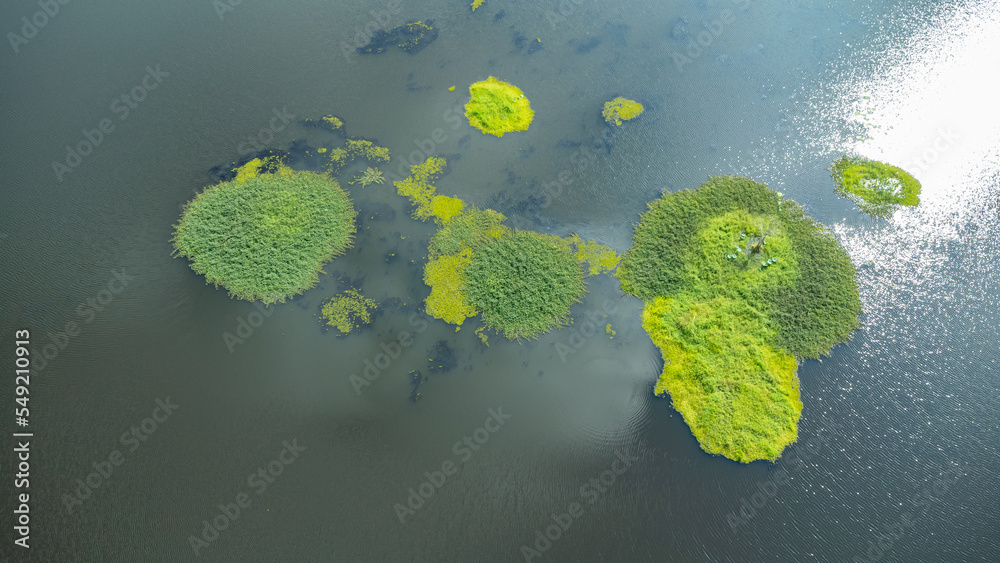 水生植物的壮丽。一组生长在水面上的植物。nseen.photo fro