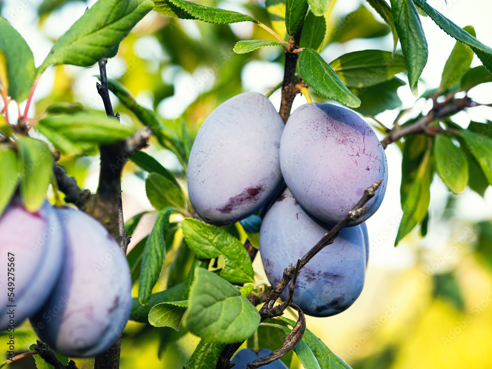 成熟的李子果实（Prunus domestica）长在树枝上。家里生长着一束新鲜的天然果实