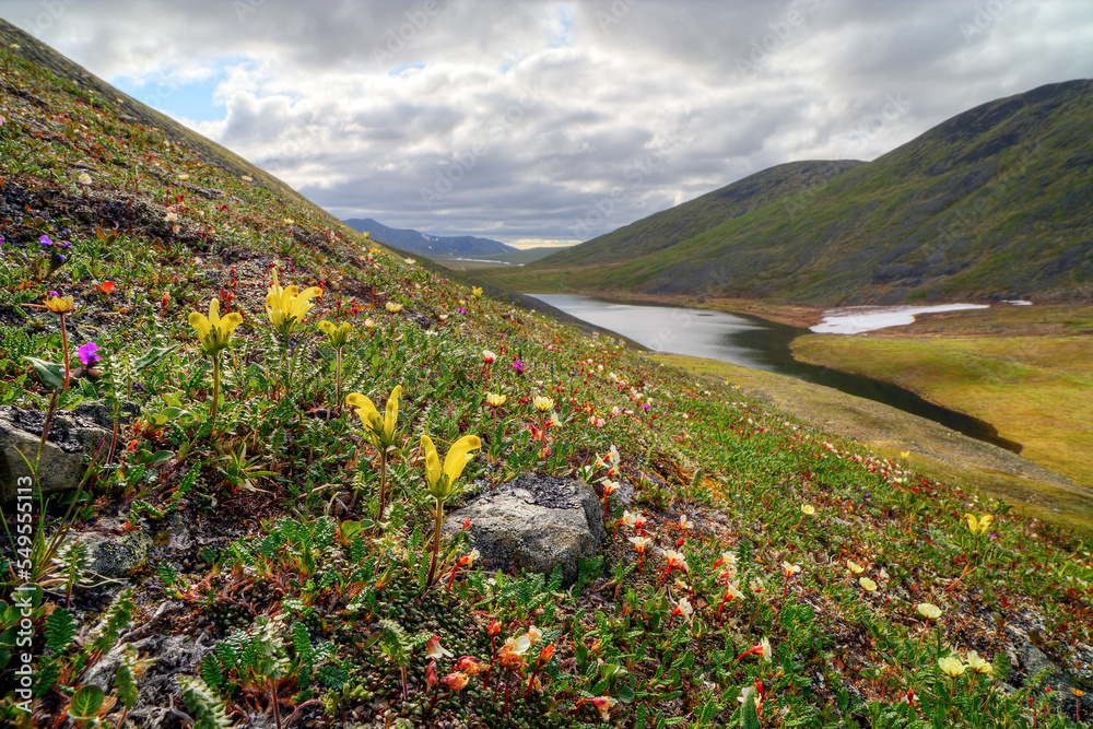 Beautiful summer arctic landscape. Many different wild flowers bloom on the hillside. View of mounta