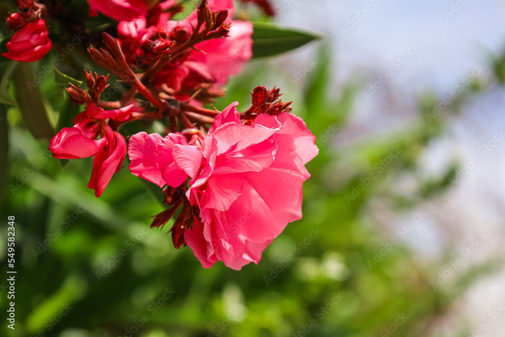 美丽的花朵在户外绽放，特写