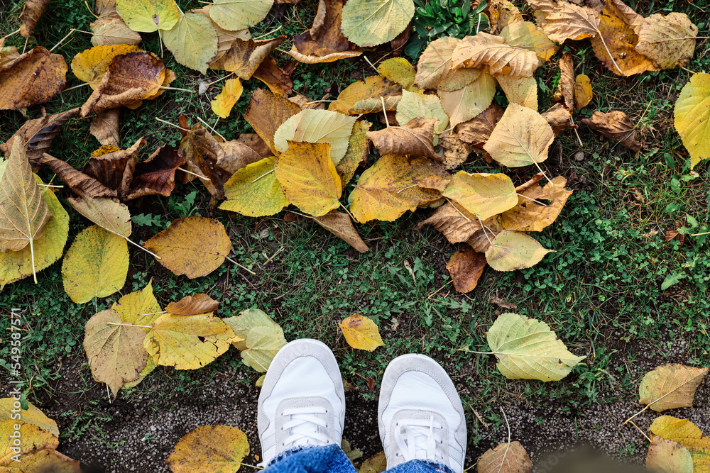 Female legs and fallen leaves on green grass, top view