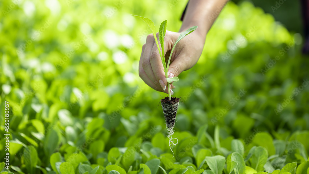 Green vegetable garden background, Farm vegetable green lettuce, Fresh organic vegetable plantation 