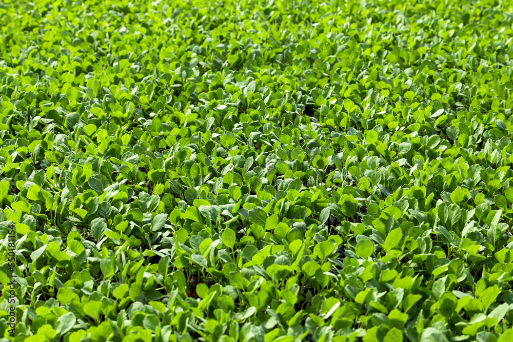 Green vegetable garden background, Farm vegetable green lettuce, Fresh organic vegetable plantation 