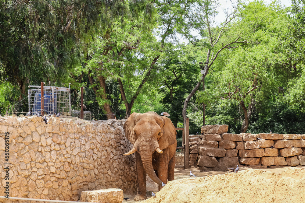 Cute African elephant in zoo