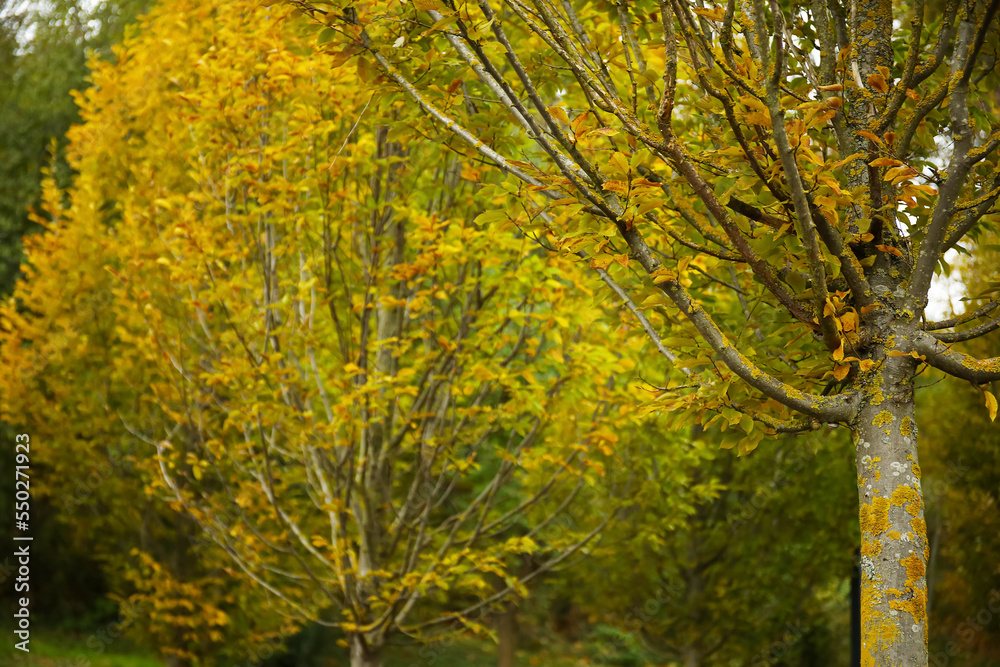 Tree with yellowed leaves in autumn park, closeup