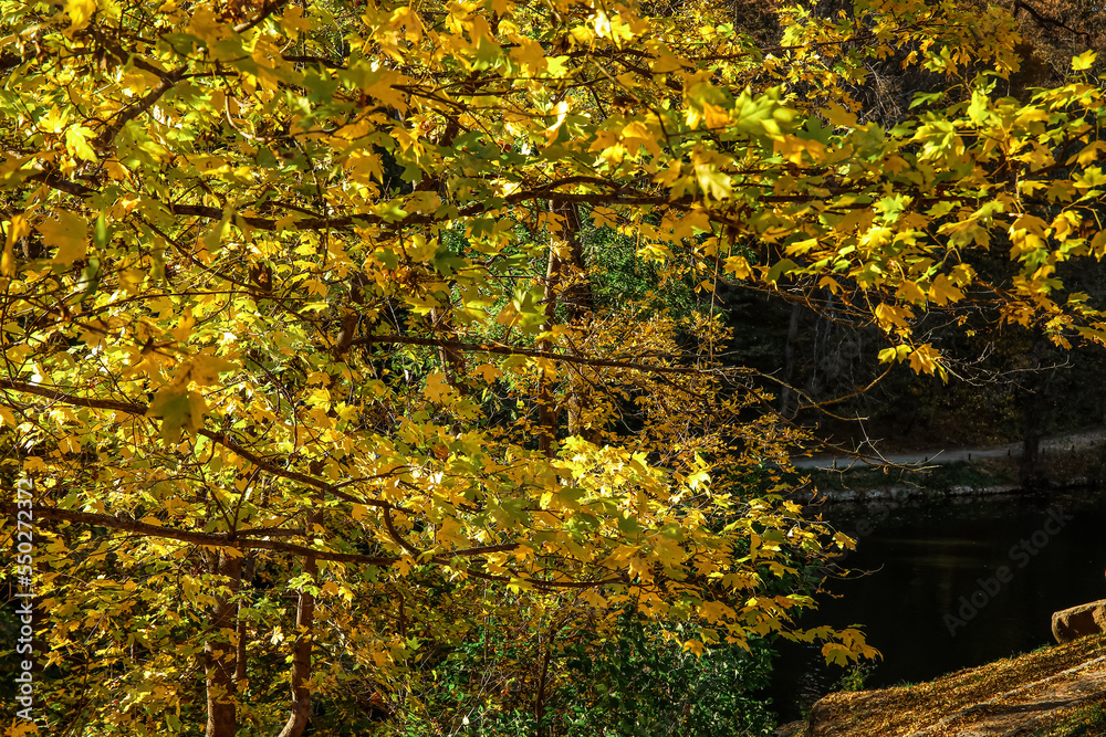 Beautiful tree with yellow leaves in autumn forest