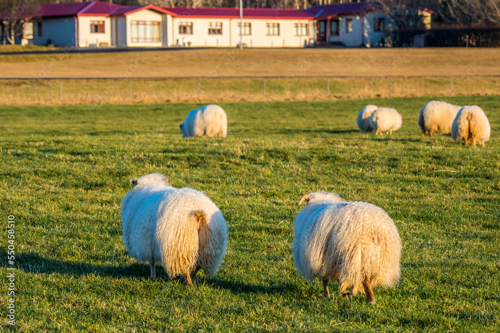 Icelandic sheep on the meadow during winter time