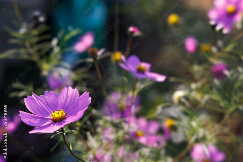 綺麗な色のコスモスの花