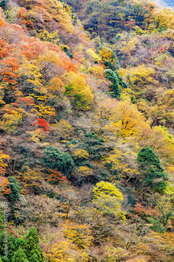 東京、奥多摩の綺麗な紅葉の景色