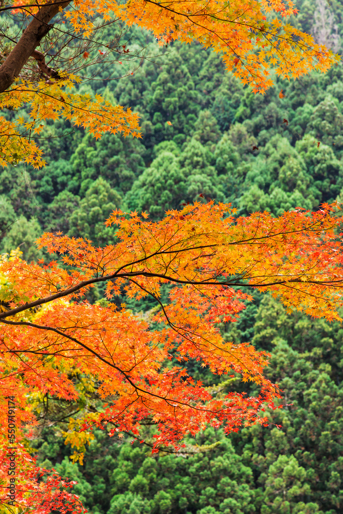 東京、奥多摩の綺麗な紅葉の景色