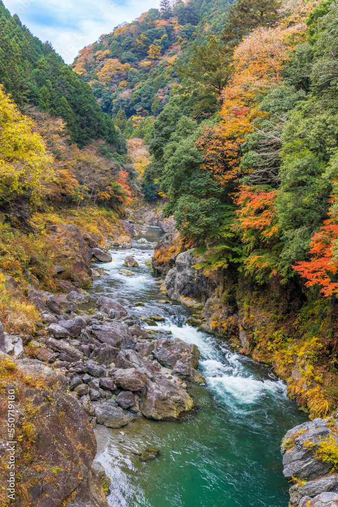 東京、奥多摩の綺麗な紅葉の景色