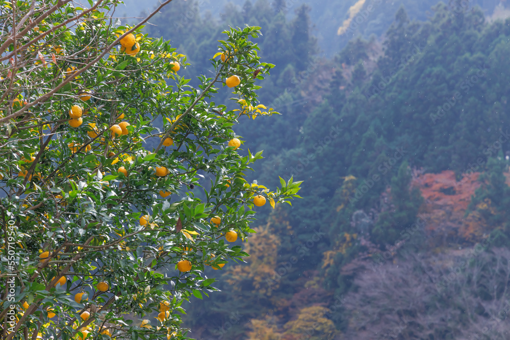 山間に植えられた美味しそうなミカンの木