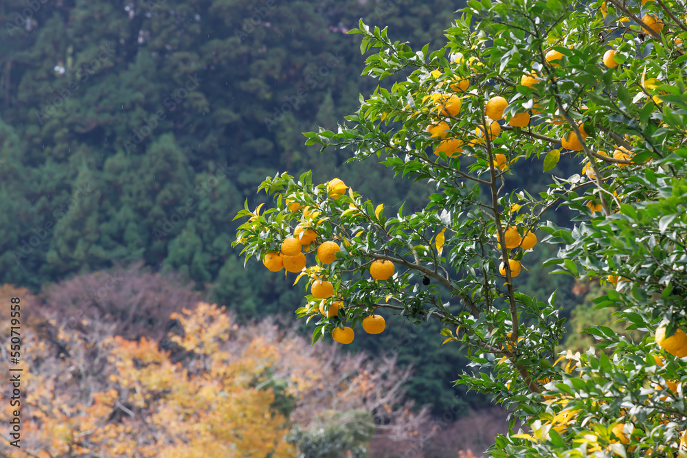 山間に植えられた美味しそうなミカンの木