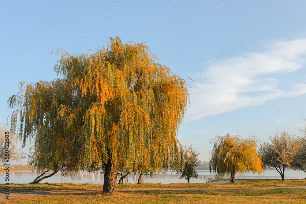 River bank with beautiful autumn trees on sunny day