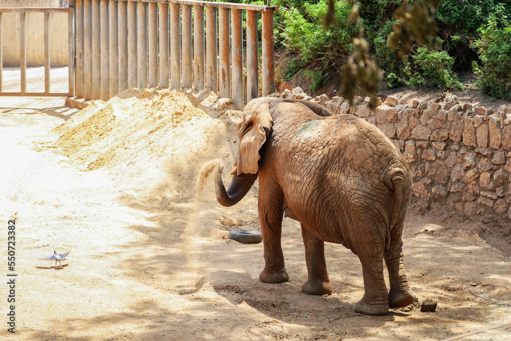 Cute African elephant in zoo