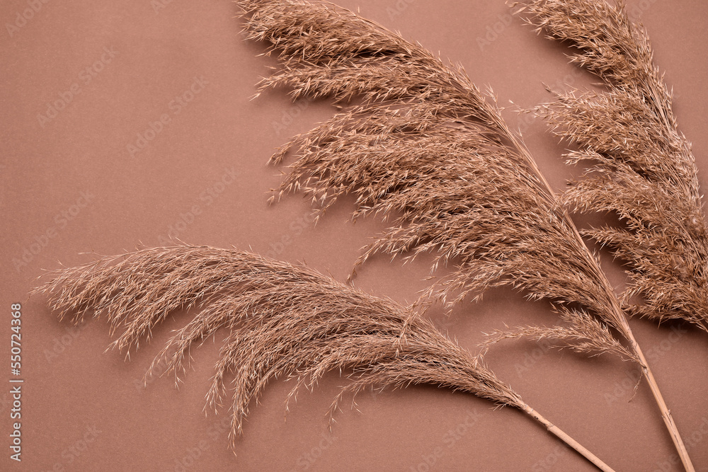 Dried pampas grass on brown background, closeup