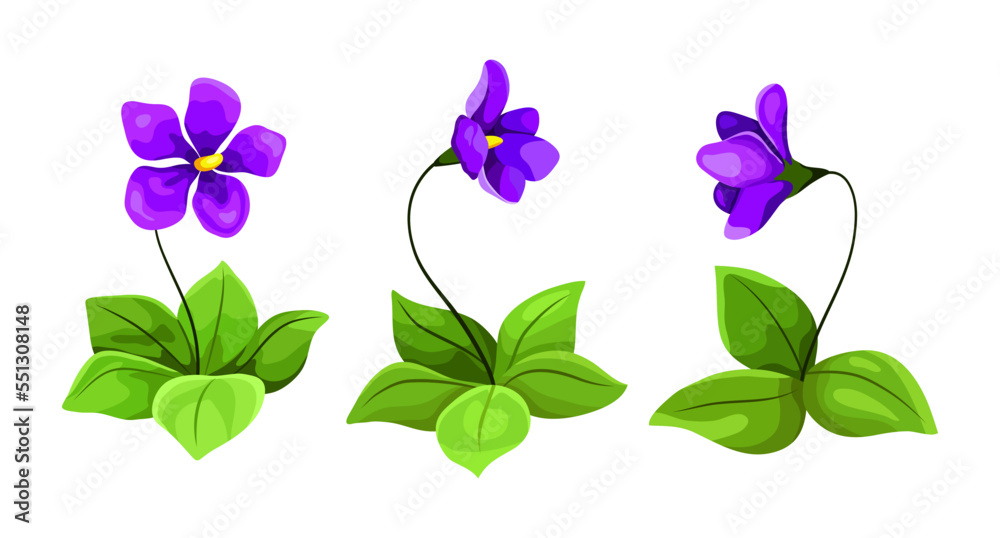 Violet flowers. Set of flowers with leaves hand drawing, blue, purple, purple flowers. Vector illust