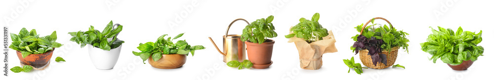 Set of fresh basil isolated on white