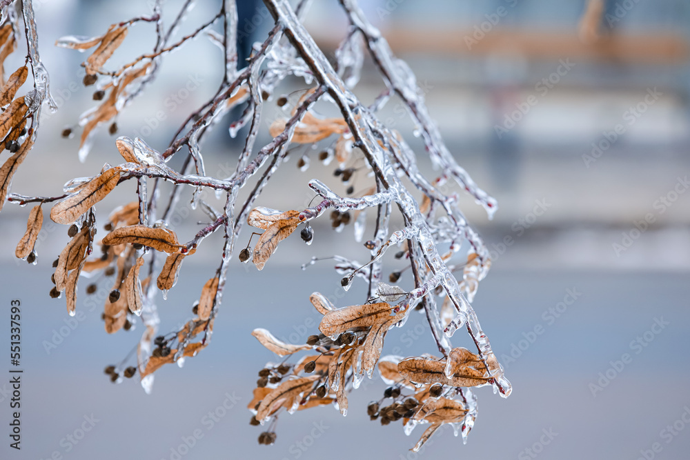 Icy tree branches with dry leaves and berries on cold winter day