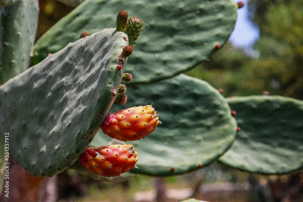 Green cacti flowering outdoors, closeup